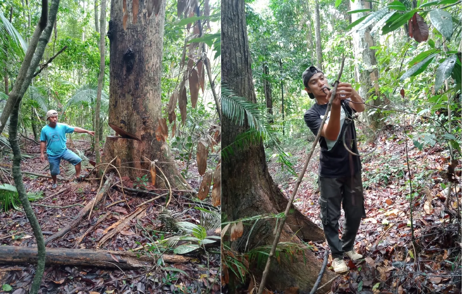 Banner BKSDA Sulawesi Tengah Lakukan Patroli Aktifitas Ilegal didalam Kawasan