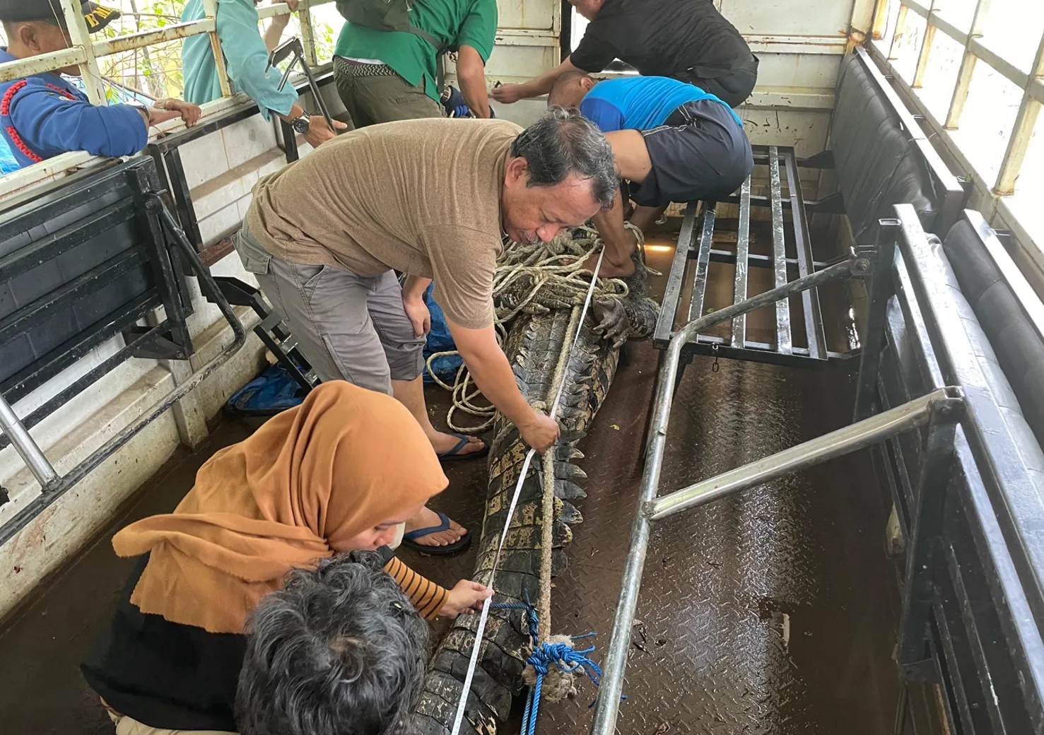 Banner Menyelaraskan Konservasi dengan Kepercayaan Tradisional, Upaya Penanganan Buaya Muara di Sulawesi Selatan