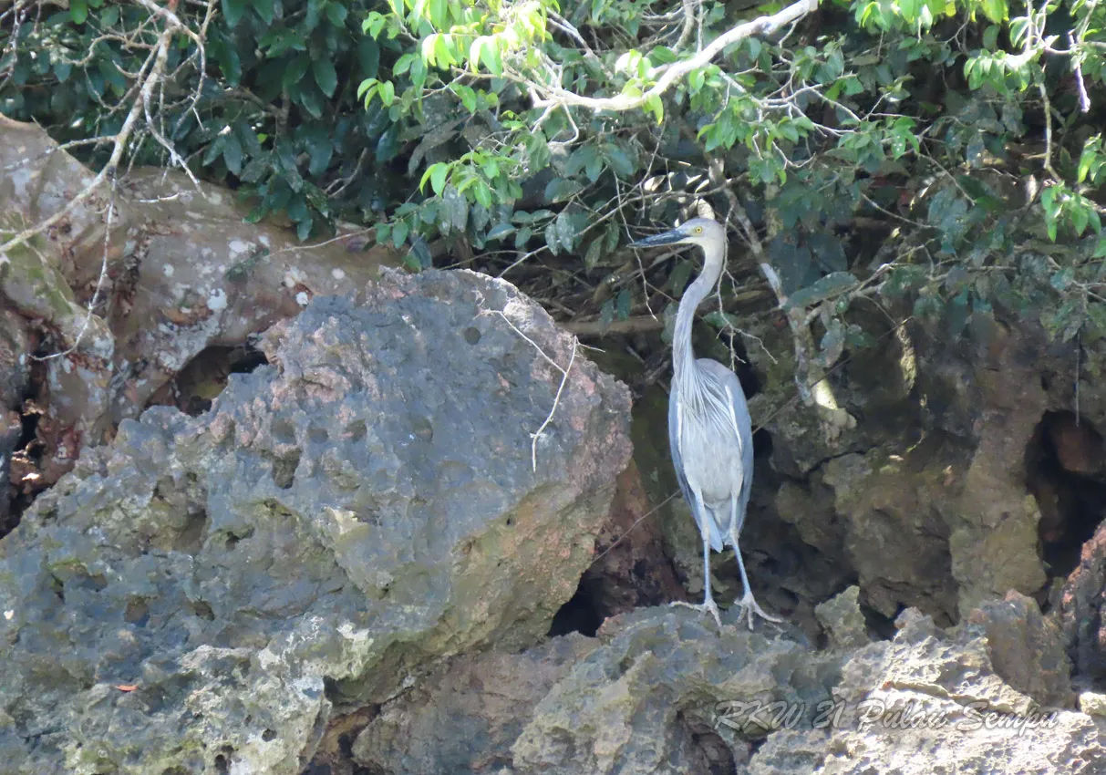 Banner SMART Patrol Di Cagar Alam Pulau Sempu Efektifkan Pemetaan Kehati