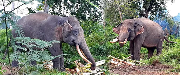 Banner Mengenal Datuak nan Gadang
