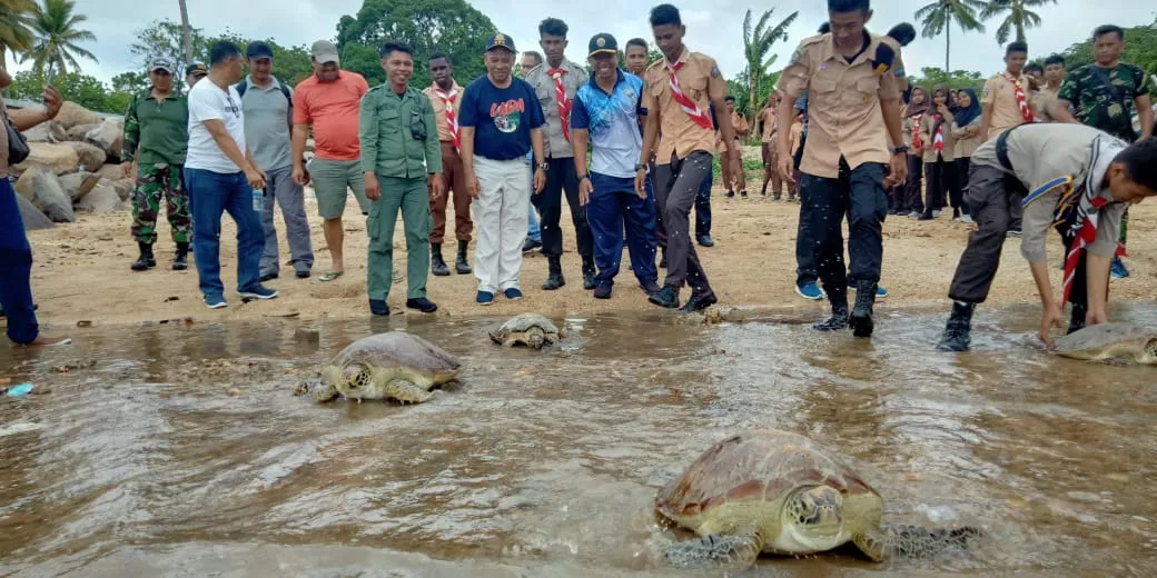 Banner 4 Ekor Penyu Berhasil Dilepasliarkan, Kerjasama BKSDA Maluku dengan LANAL Saumlaki