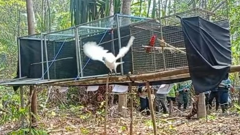 Banner Pulang ke Rimba Halmahera: 10 Burung Paruh Bengkok Kembali ke Alam di Resor Tayawi