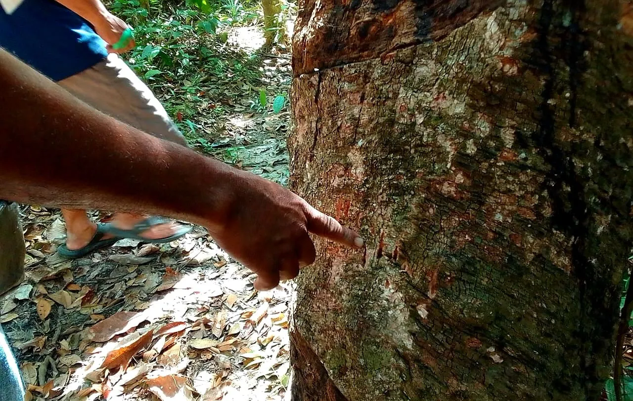 Banner Memakan Korban, BBKSDA Riau Tinjau Jejak Beruang Madu