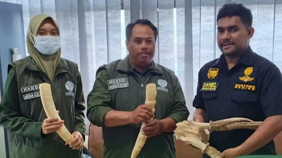Banner BKSDA Kaltim Terima Penyerahan Gading Gajah, Tanduk Rusa, dan Satwa Liar Dilindungi di Nunukan