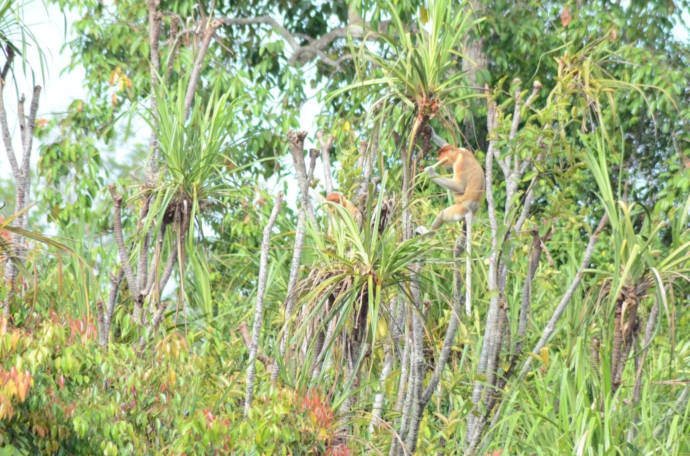 Banner “RASAU” PANDAN RAWA GAMBUT SEBAGAI MAKANAN ALTERNATIF BEKANTAN