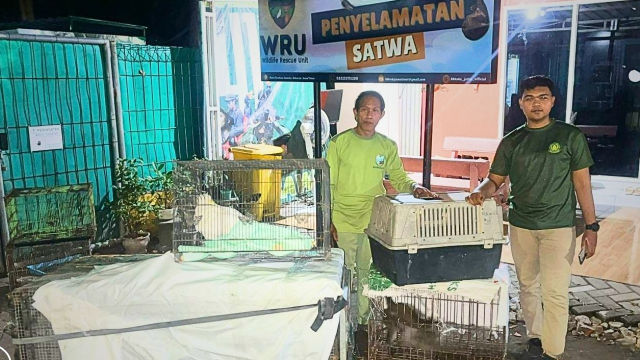 Banner Tim Matawali Selamatkan Trenggiling Hingga Kakatua Koki
