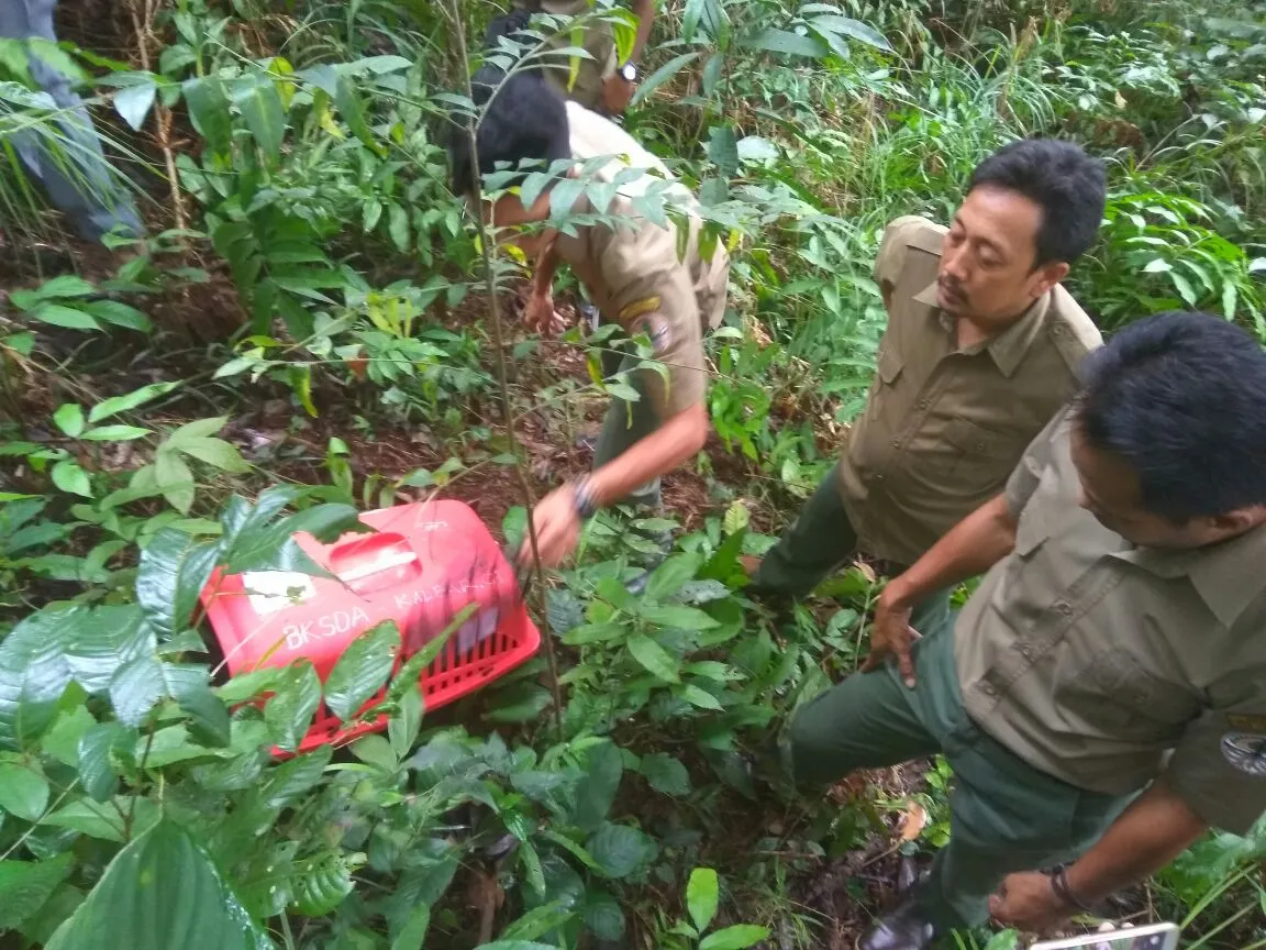 Banner PELEPASLIARAN KUCING BATU (Pardofelis marmorata) DIKAWASAN TNGP