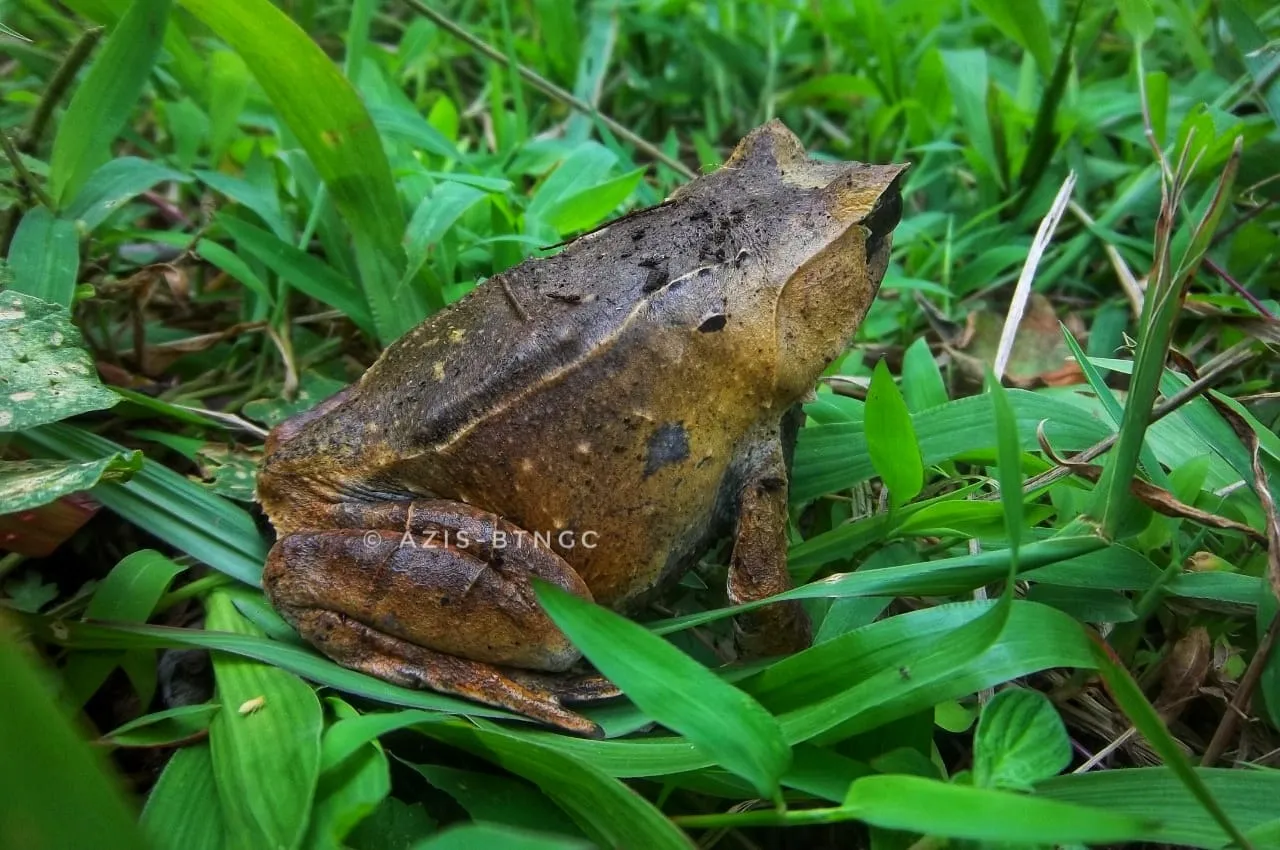 Banner Kodok dan Katak, Apa Bedanya?