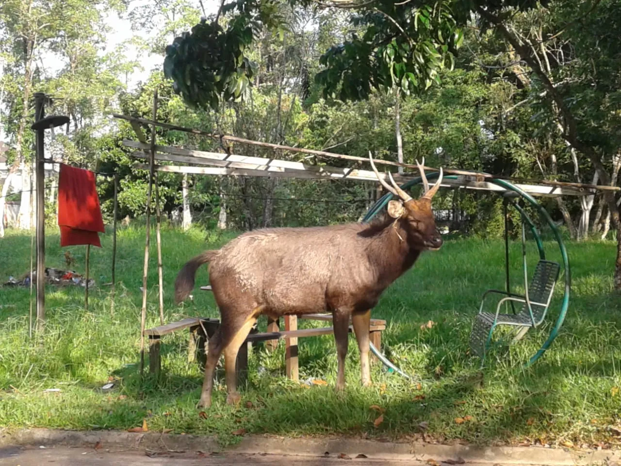 Banner Gubenur Kalimantan Barat Menyerahkan Rusa Sambar Kepada Balai KSDA Kalimantan Barat