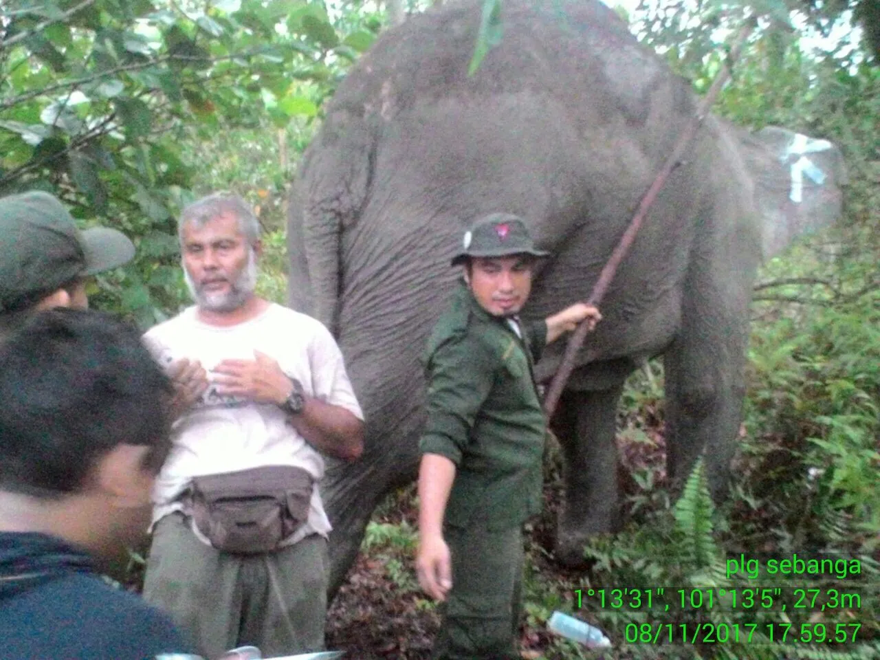 Banner Pengobatan Gajah Liar Yang Sakit di SM Balai Raja