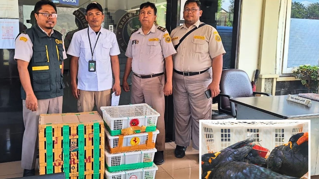 Banner Perdagangan Satwa Liar Kembali Terbongkar, Burung-Burung Dilindungi Diselamatkan di Tanjung Perak
