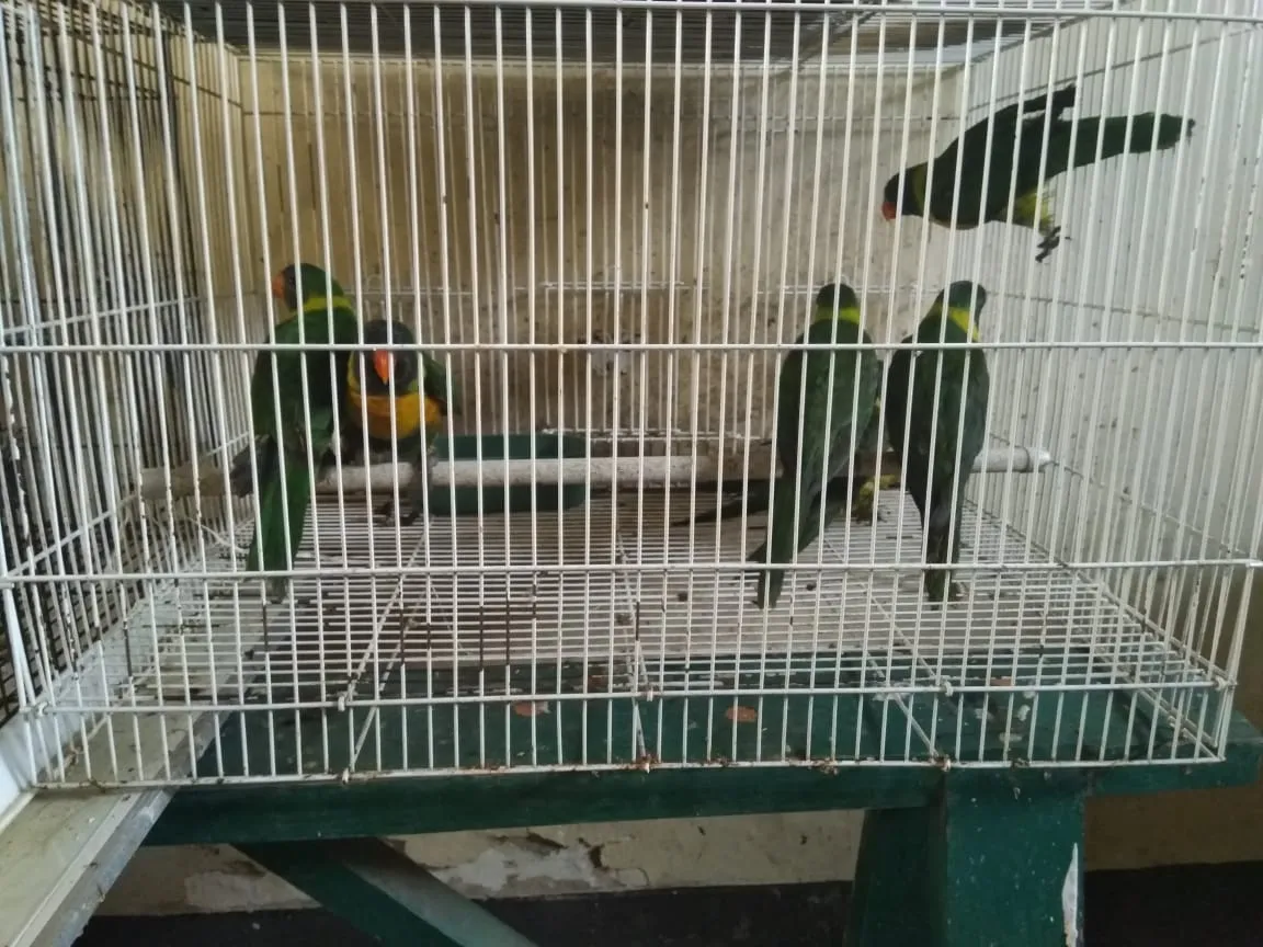 Banner Tim TSL BKSDA NTB Amankan 3 Keranjang Satwa Tanpa Dokumen