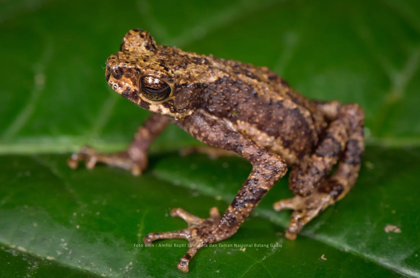 Banner Kodok Endemik Ditemukan di Kawasan Gunung Sorik Marapi TNBatang Gadis