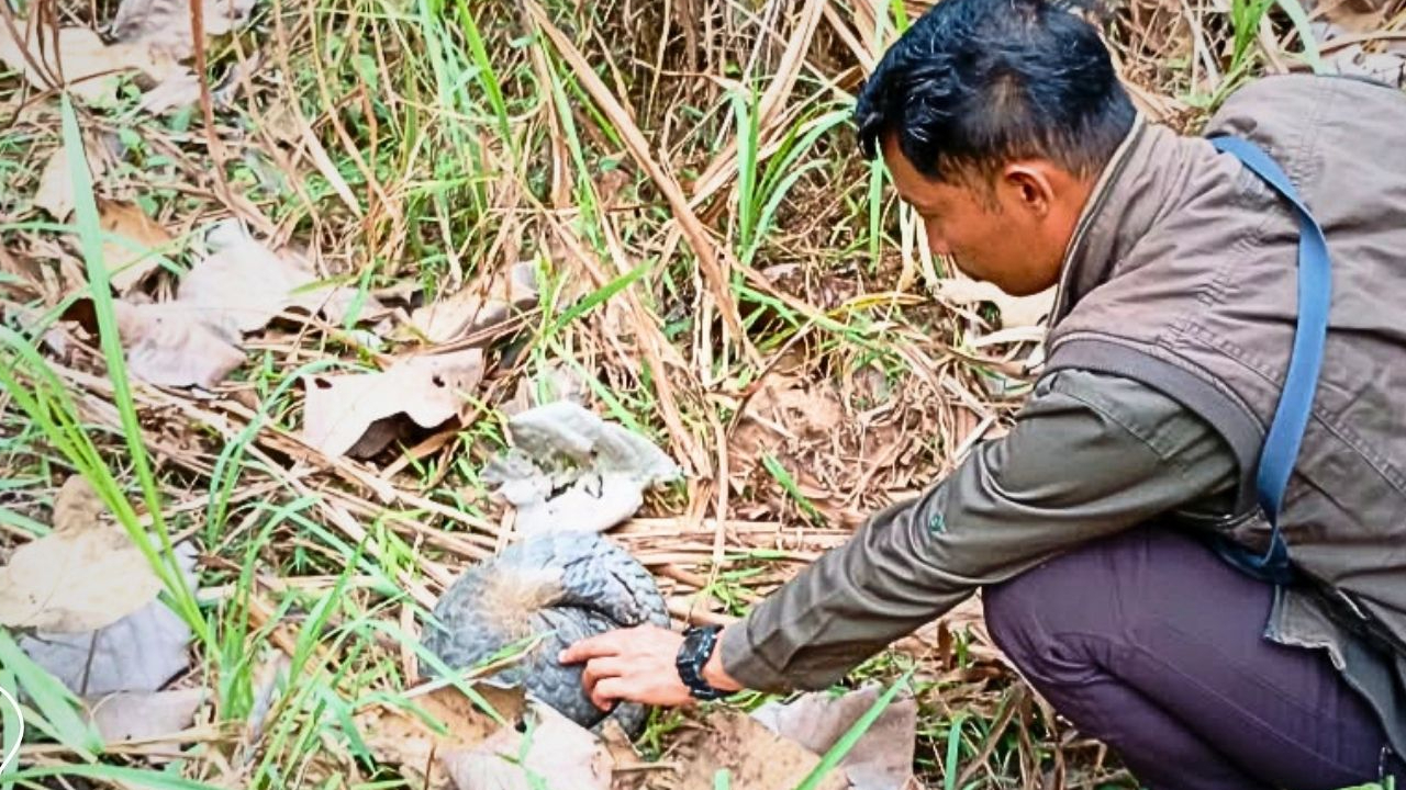 Banner Ditemukan Warga, Trenggiling Blitar Kembali ke Hutan