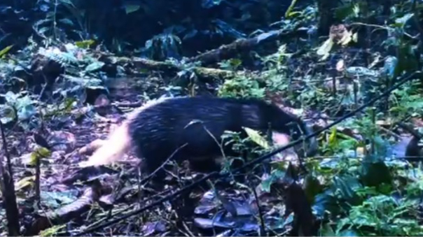 Banner Babi Batang Sumatra Terekam Camera Trap Balai TN Batang Gadis