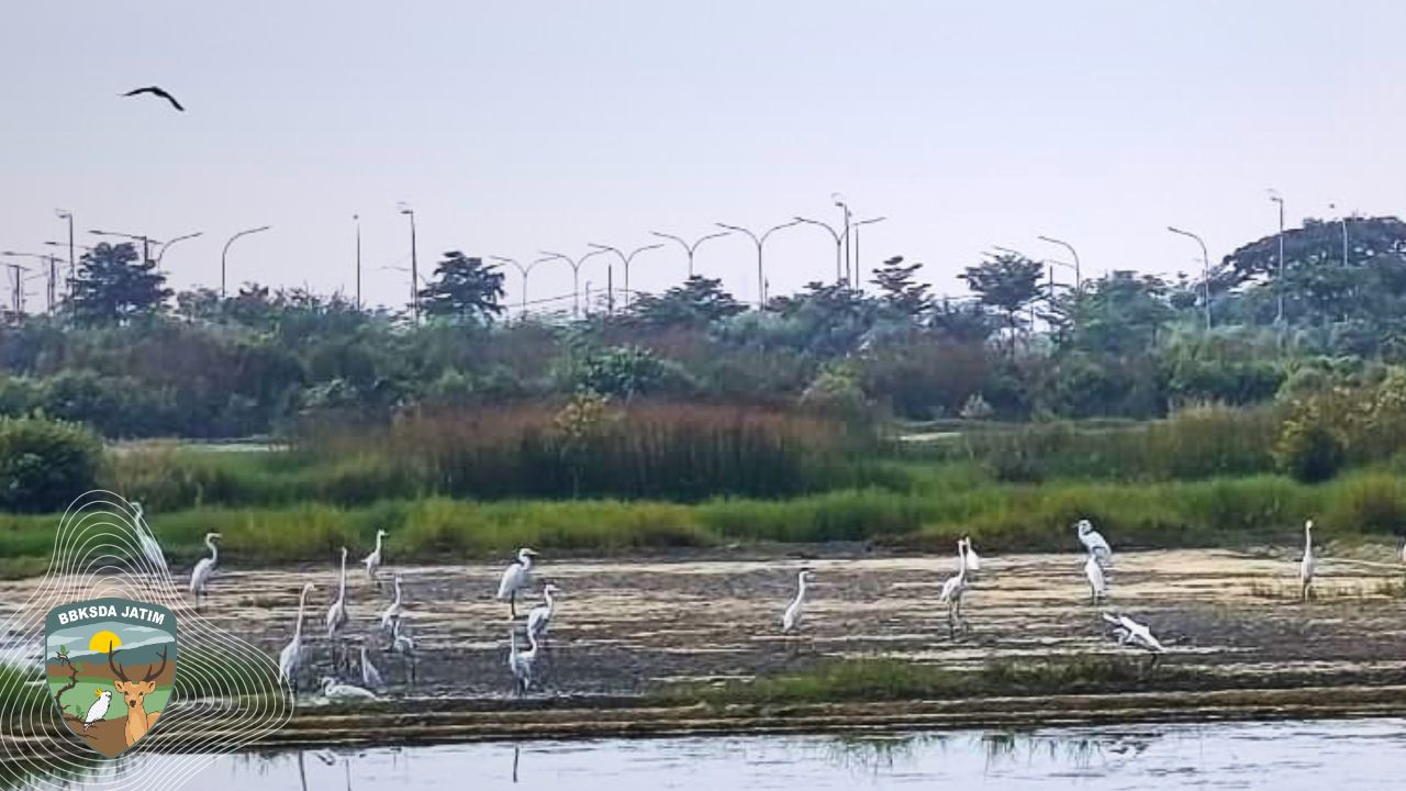 Banner Di Antara Lumpur dan Cahaya Pagi: Catatan Seorang Pengendali Ekosistem Hutan di Sudut Stadion Gelora Bung Tomo