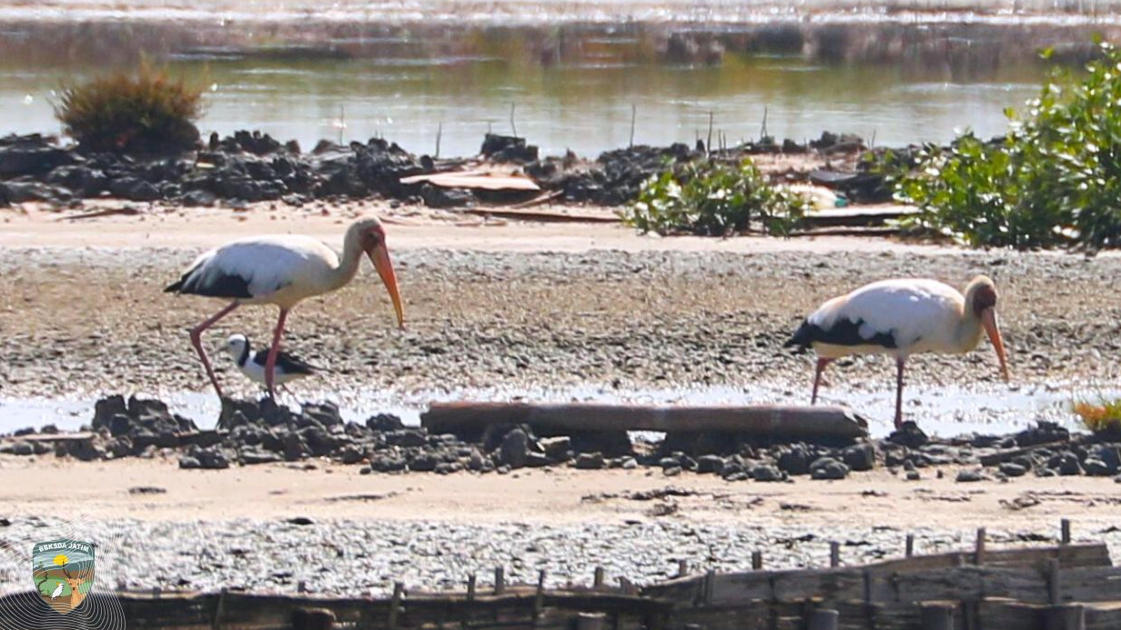 Banner Enam Bangau di Tambak Garam Madura, Isyarat Sunyi dari Spesies Terancam