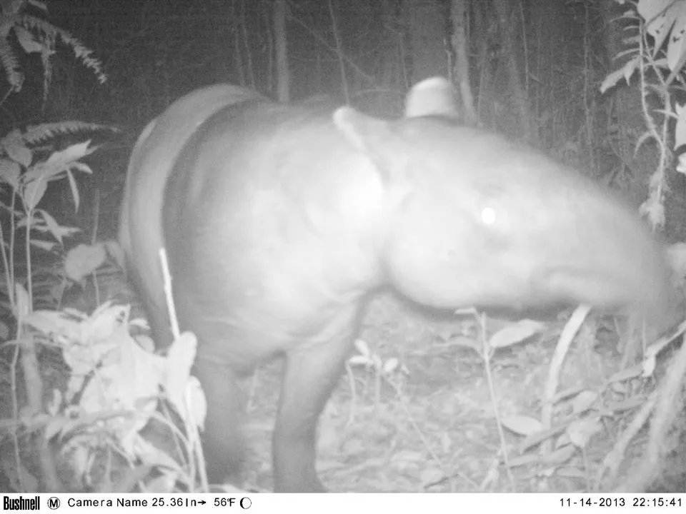 Banner Keberadaan TN Batang Gadis Sebagai Habitat yang Ideal Bagi Tapirus indicus