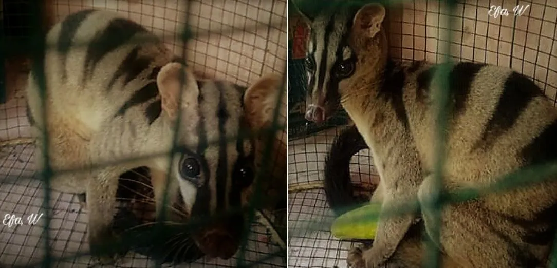 Banner Musang Belang Masuk Rumah Warga