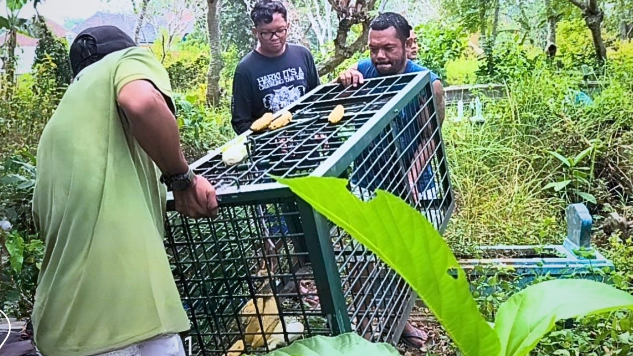 Banner Sepekan Menyusuri Atap Patrang, Lutung Budeng Ini Menunggu Jalan Pulang