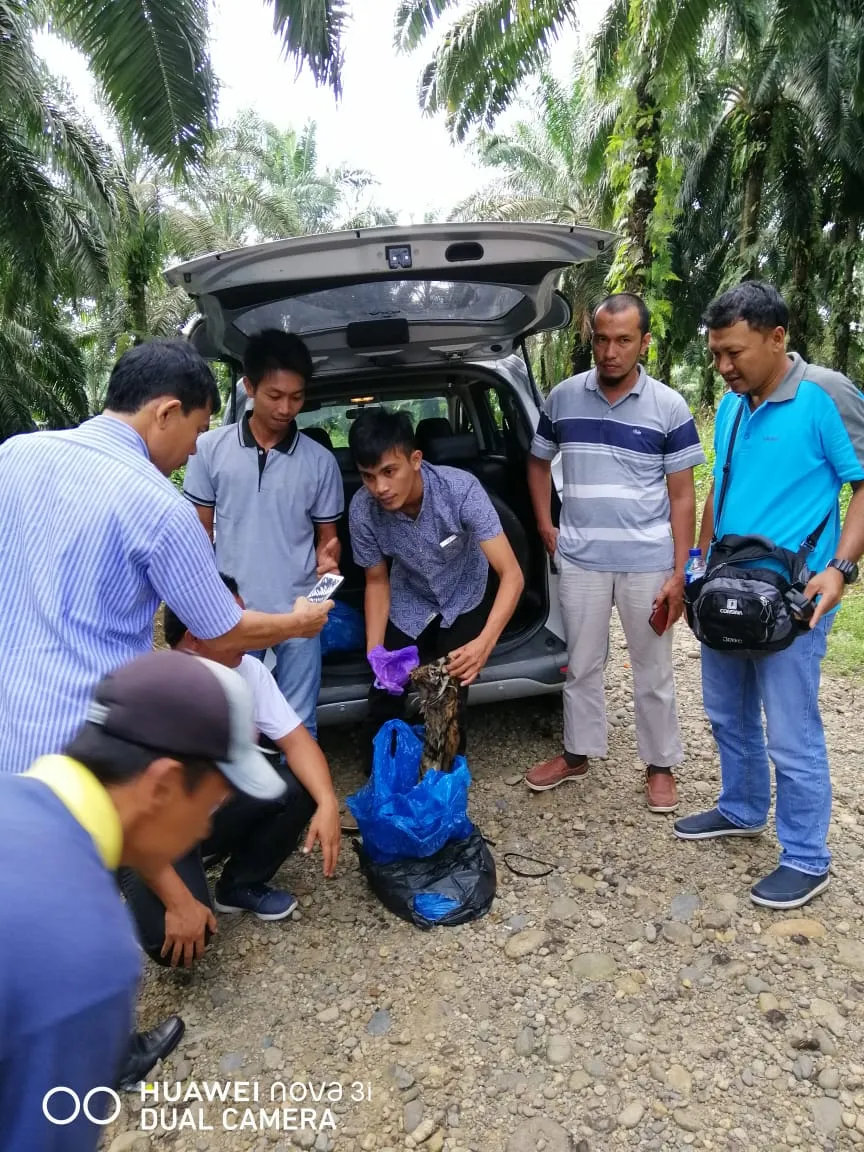 Banner Penangkapan Pelaku Perburuan dan Perdagangan Harimau Sumatera