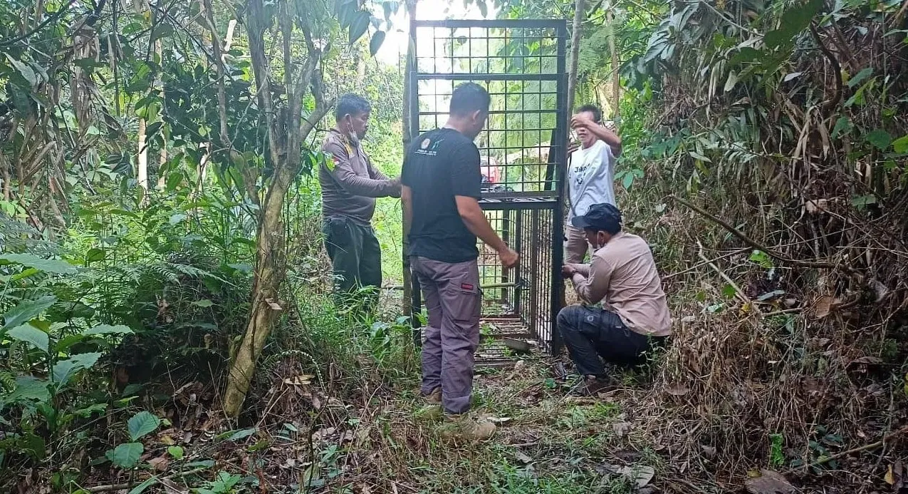 Banner Cegah Konflik Beruang Madu, Petugas Resort Siak Lakukan Pemasangan Box Trap