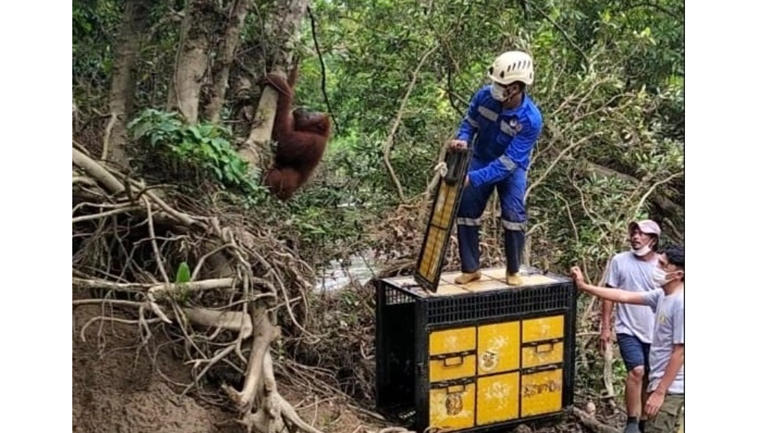 Banner Evakuasi dan Translokasi Induk dan Anak Orangutan di Kabupaten Langkat