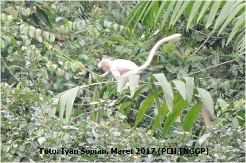 Banner Perjumpaan Lutung Jawa Albino di TN Gunung Gede Pangrango