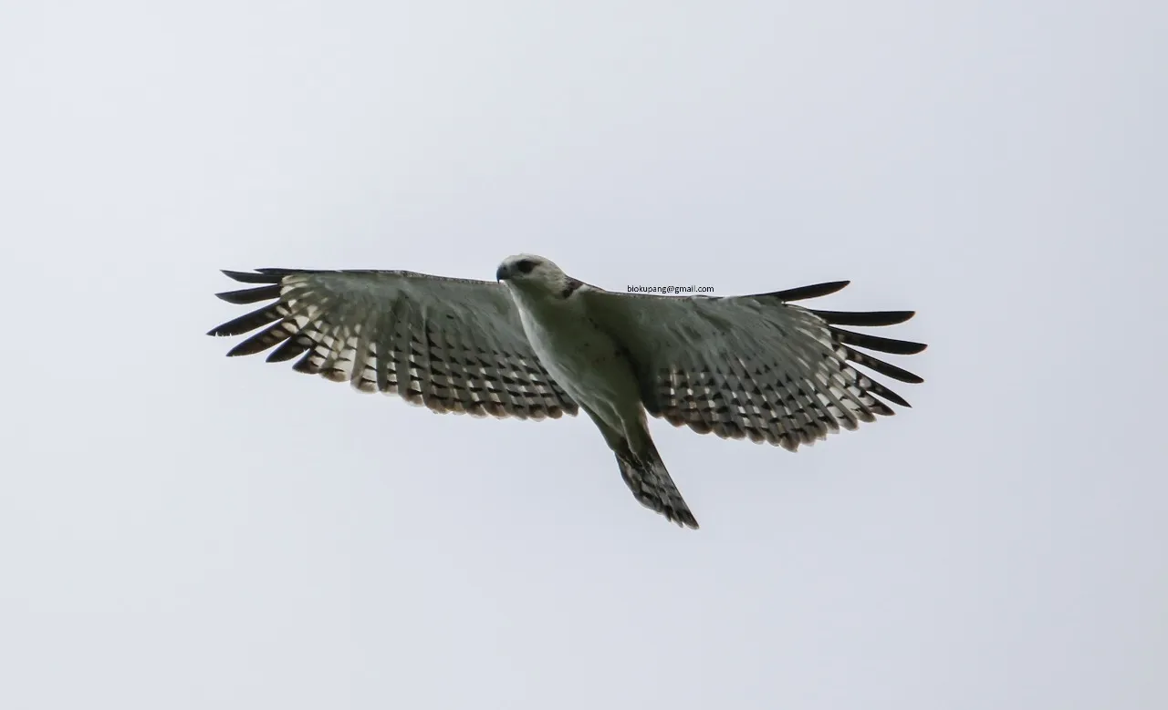 Banner Elang Flores: Sang Rajawali penguasa langit Flores