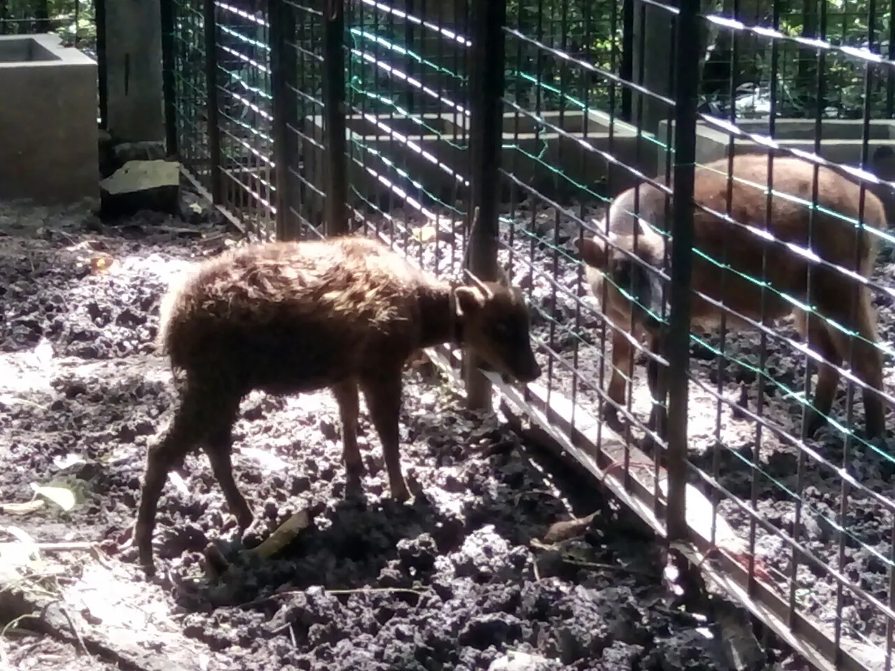 Banner Uben, Sang Anoa Jantan yang Tak Lagi Single