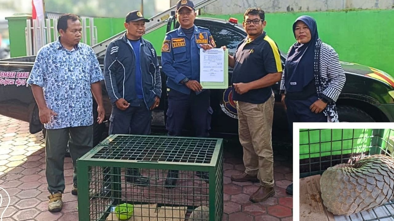 Banner Disangka Musang, Mamalia Bersisik Kejutkan Warga Jember