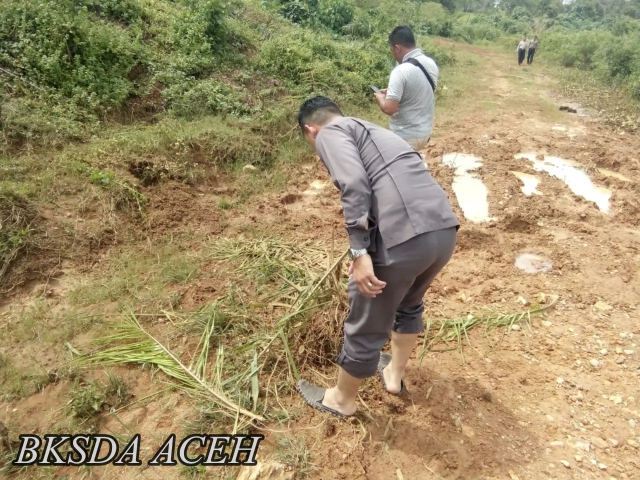 Banner Pengecekan Lokasi Konflik Gajah dengan Manusia di Aceh Jaya