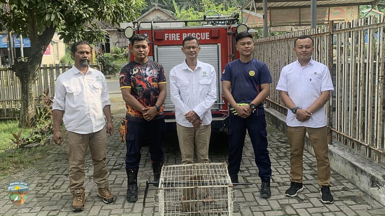 Banner Penanganan Monyet di Bojonegoro, Ingatkan Risiko Memelihara Satwa Liar