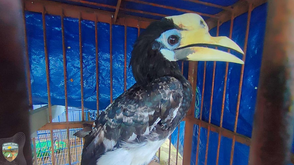 Banner Dari Ladang ke Harapan, Saat Warga Menyerahkan Dua Penjaga Hutan yang Nyaris Hilang di Magetan