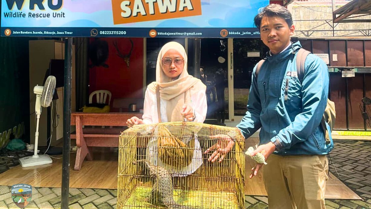 Banner Sempat Disangka Tikus Raksasa, Tim Matawali Evakuasi Satwa Ini Di Mojokerto