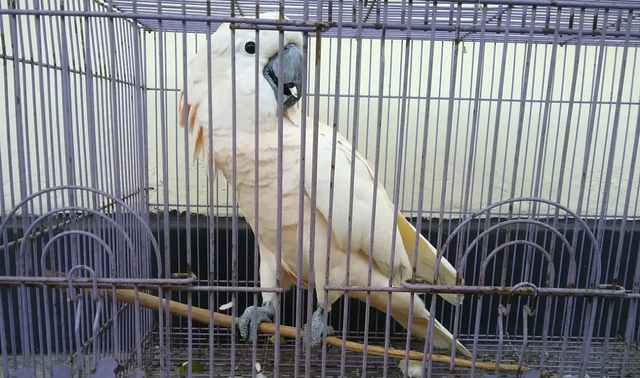 Banner Sukarela, Kakatua Maluku Kembali Diserahkan Oleh Warga