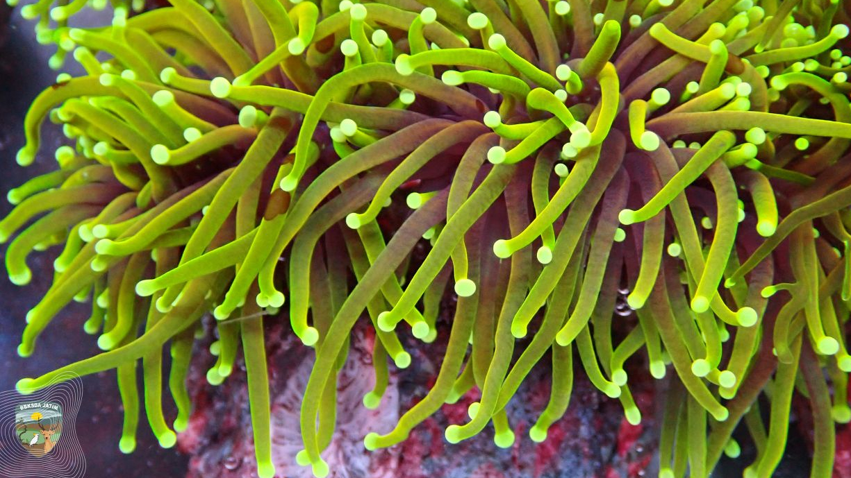 Banner Babak Baru Pengelolaan Satwa Liar Perairan Indonesia Dimulai