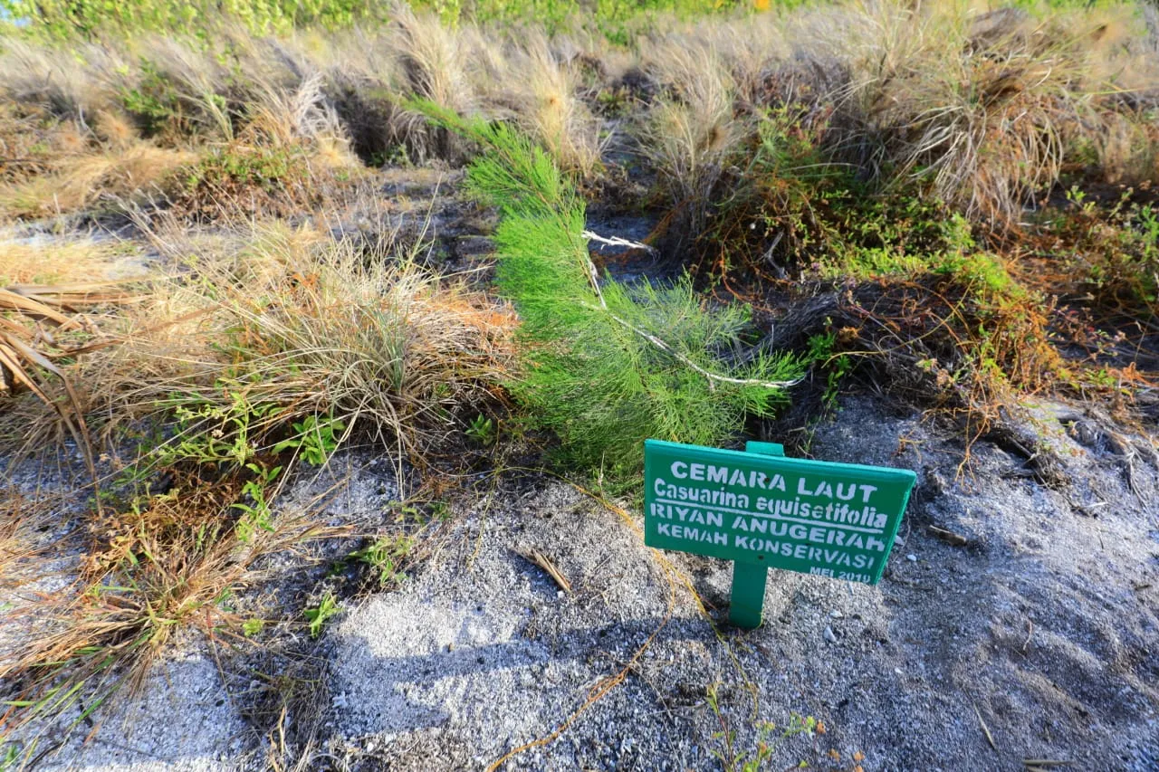 Banner Saleh Rahman : Sudah 1.224 Bibit Cemara Laut yang Ditanam Tahun 2019