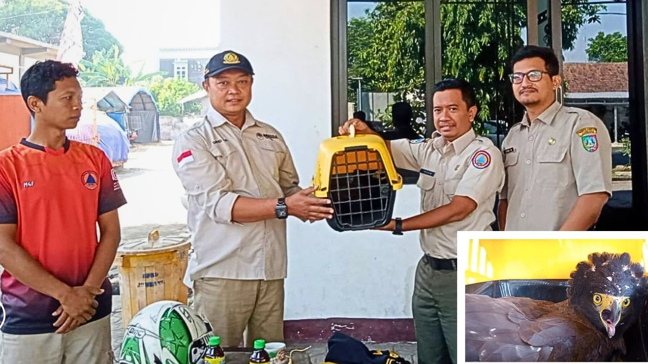 Banner 48 Jam Yang Menentukan Nasib Seekor Elang Ular Bido
