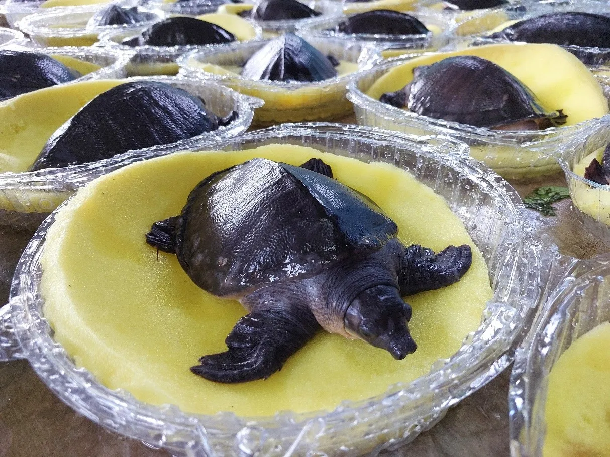 Banner Total 500 Ekor Labi-Labi Moncong Babi Menjalani Translokasi dari Bali ke Papua