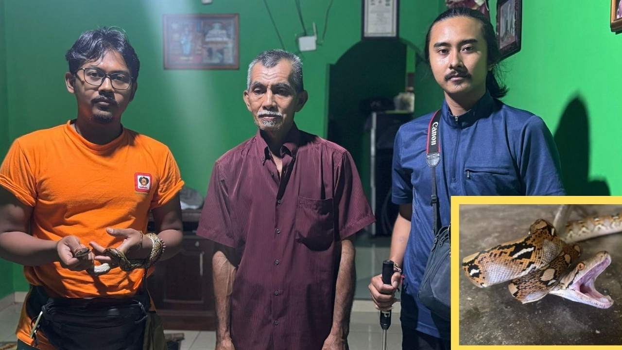 Banner Saat Malam Membawa Sanca Ke Dalam Rumah, Misi Tim Matawali Menyelamatkan Predator Yang Disalahpahami Di Bawean