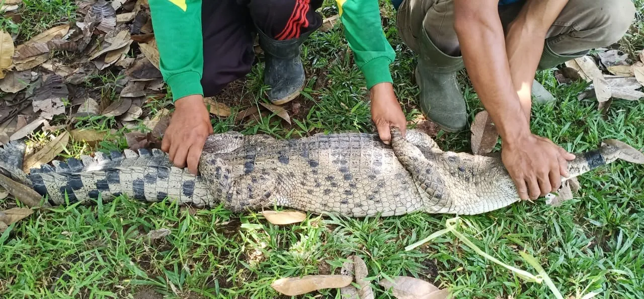 Banner Buaya di Sungai Deli Medan - Tertangkap