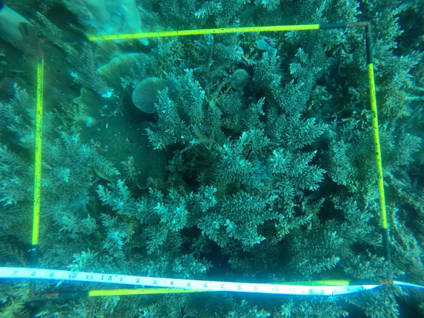 Banner Memantau Tingkat Kesehatan Karang TN Komodo