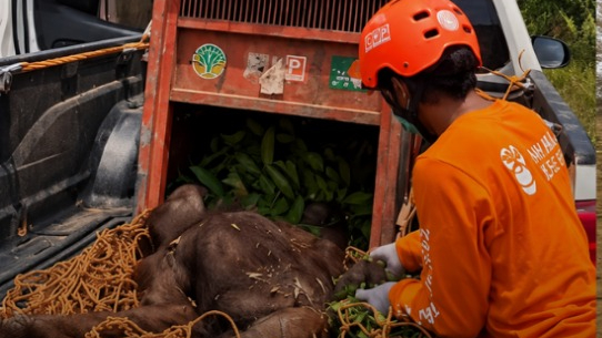 Banner Penyelamatan Induk dan Anak Orangutan di Poros Wahau–Bengalon