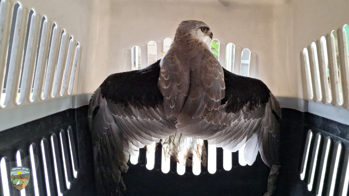 Banner Jejak Elang Tikus di Jalur Kargo, Upaya Menggagalkan Peredaran Satwa Dilindungi