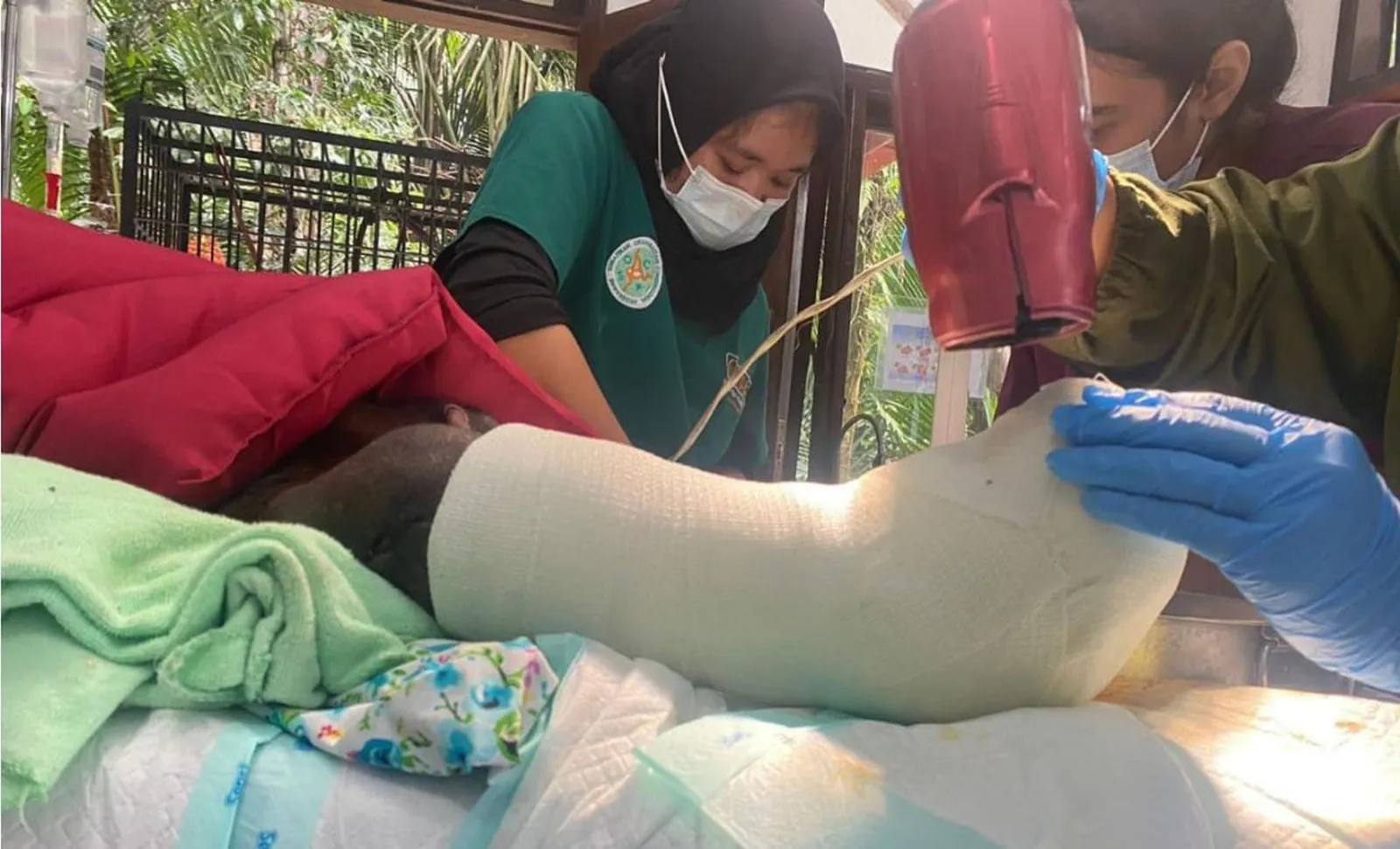 Banner Tim Medis Berhasil Operasi Ankle Arhtrodesis Orangutan