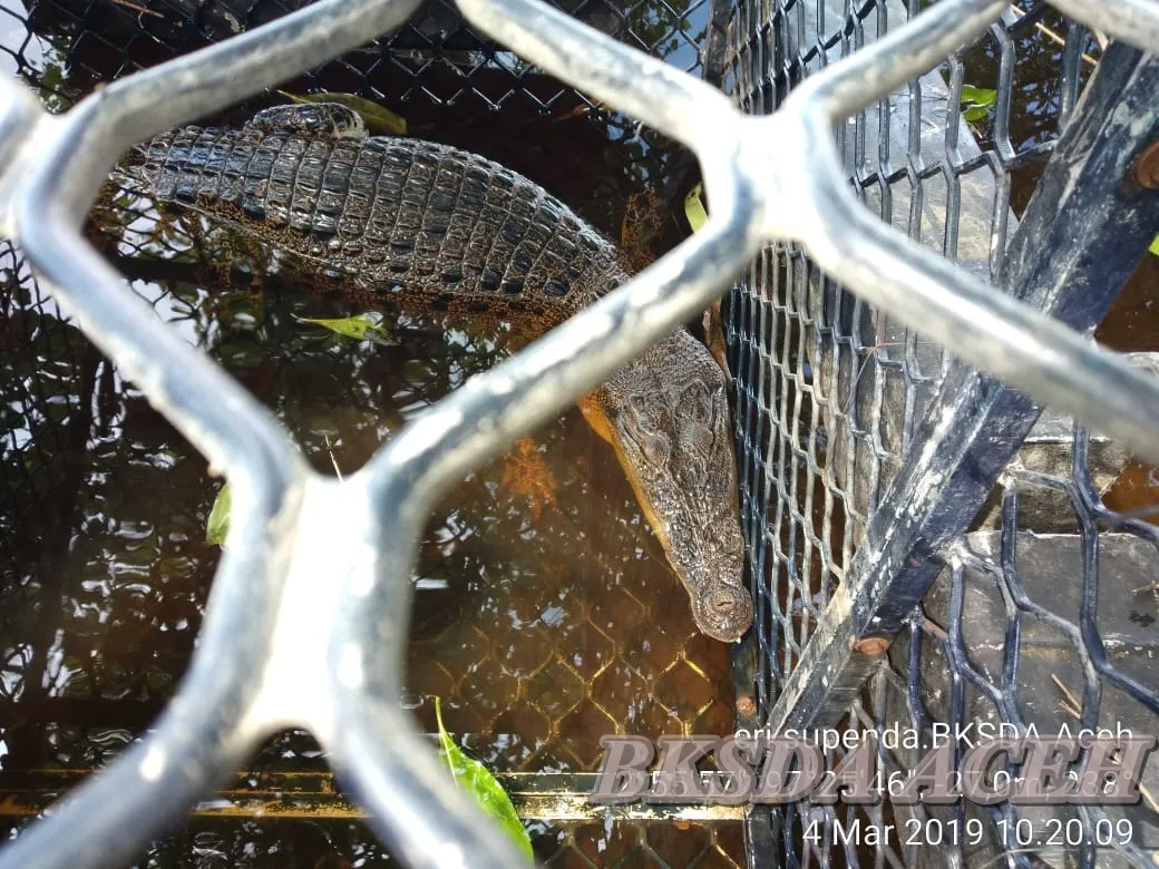 Banner Upaya Pencegahan Konflik Buaya Muara Dengan Manusia di Ujung Mangki Aceh Selatan