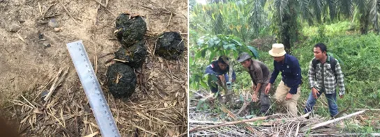 Banner Harimau Sumatera Muncul di Dusun Kampung Baru, Labuhan Batu Utara