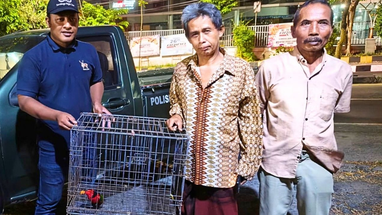 Banner Bukan Habitatnya, Kasturi Kepala Hitam Ditemukan Berkeliaran di Kawasan Pabrik Gresik