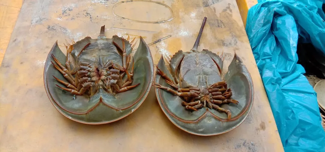 Banner Belangkas, Tahu Kah Kamu ?